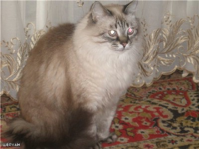 67f440806964.jpg