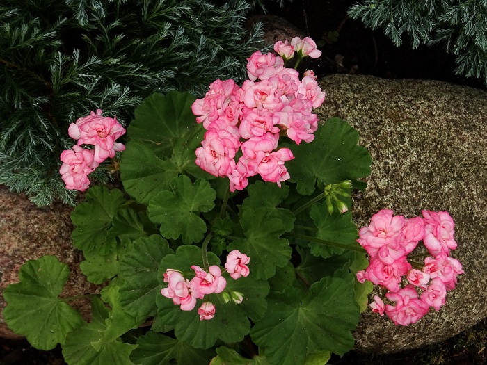 Graingers Antique Rose.JPG