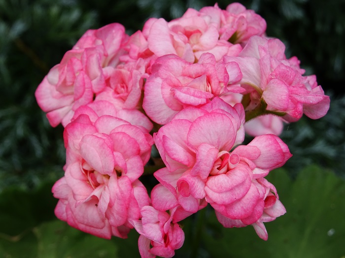 Graingers Antique Rose  (1).JPG