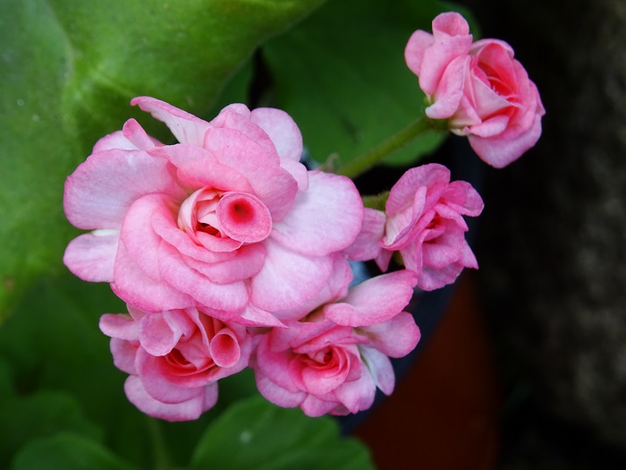 Graingers Antique Rose  (2).JPG