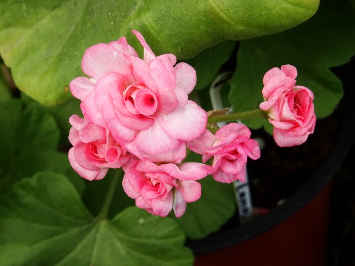 Graingers Antique Rose  (4).JPG
