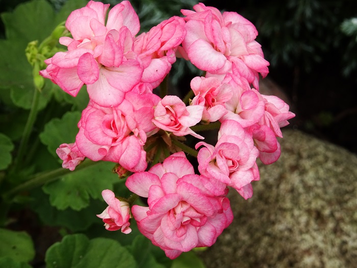 Graingers Antique Rose  (5).JPG