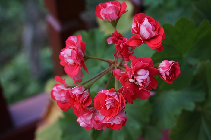 Rosebud Supreme   (3).JPG