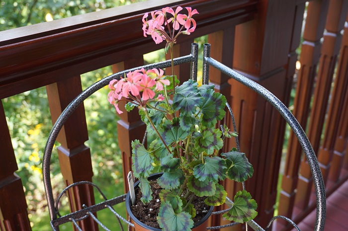 Dresden Pink  (2).JPG