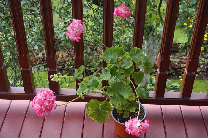 Princess Sandra   (3).JPG