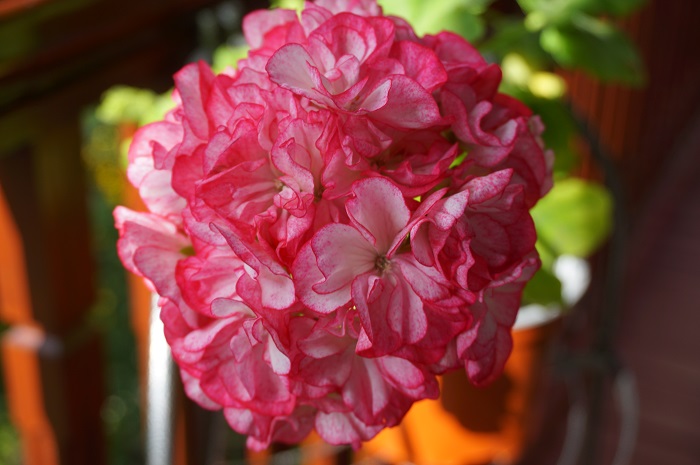 Princess Sandra   (5).JPG