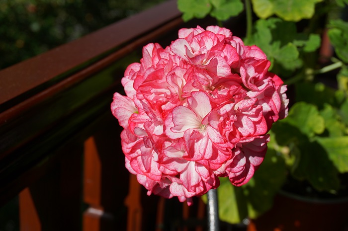 Princess Sandra   (6).JPG