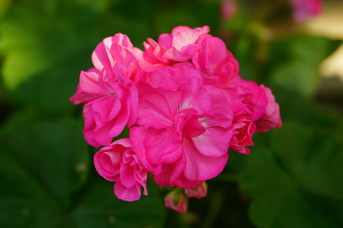 Blomkrukan Sigrid  (2).JPG