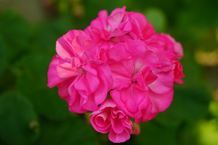 Blomkrukan Sigrid.JPG