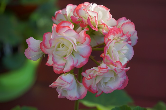 Traicheur Beauty.JPG