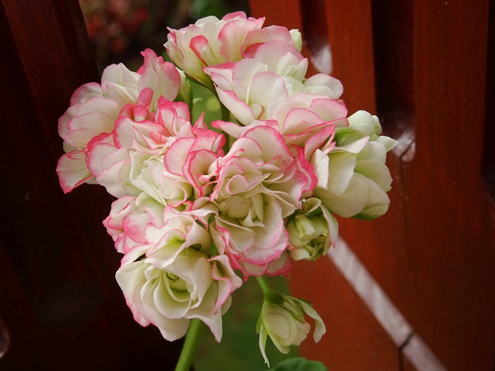 Пеларгония Traicheur Beauty