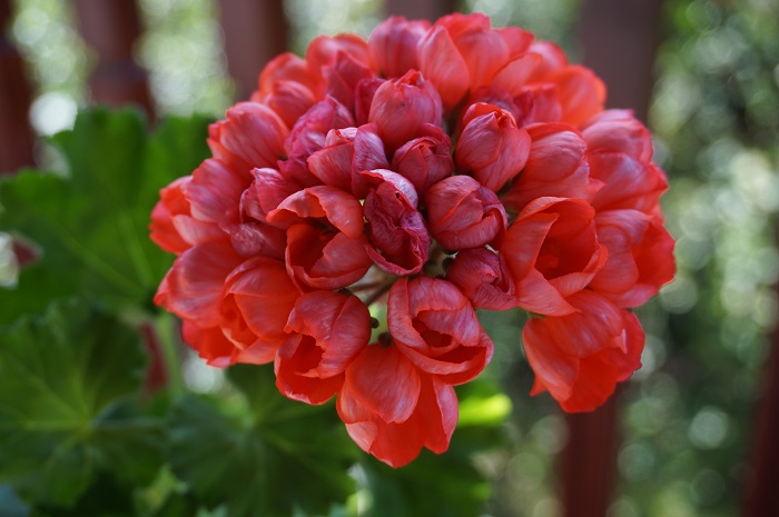 Red Pandora