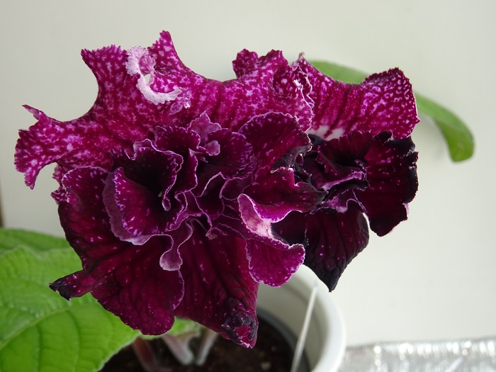 Dem-Night Rose
