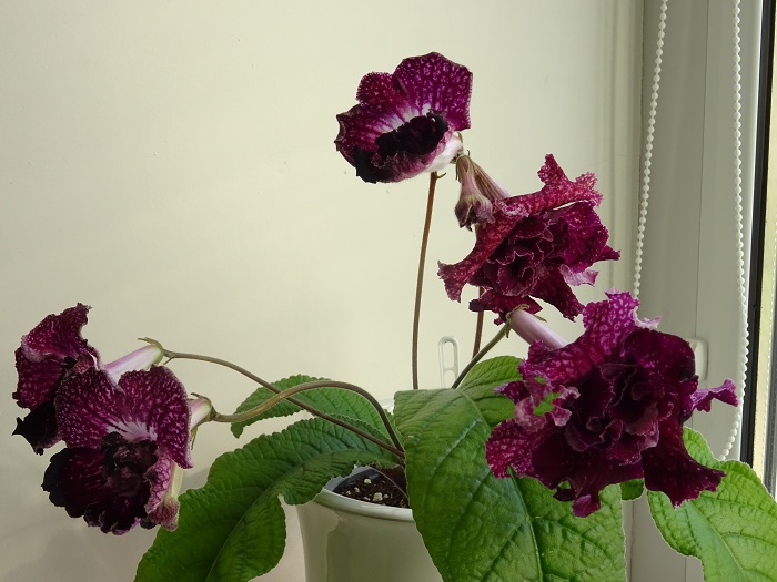 Dem-Night Rose