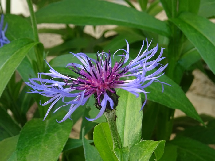 василек многолетний (Centaurea montana)
