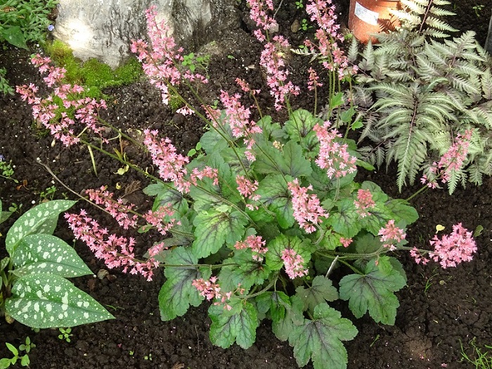 Гейхерелла Pink Revolution