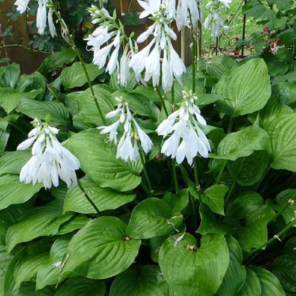 Hosta Royal Standard