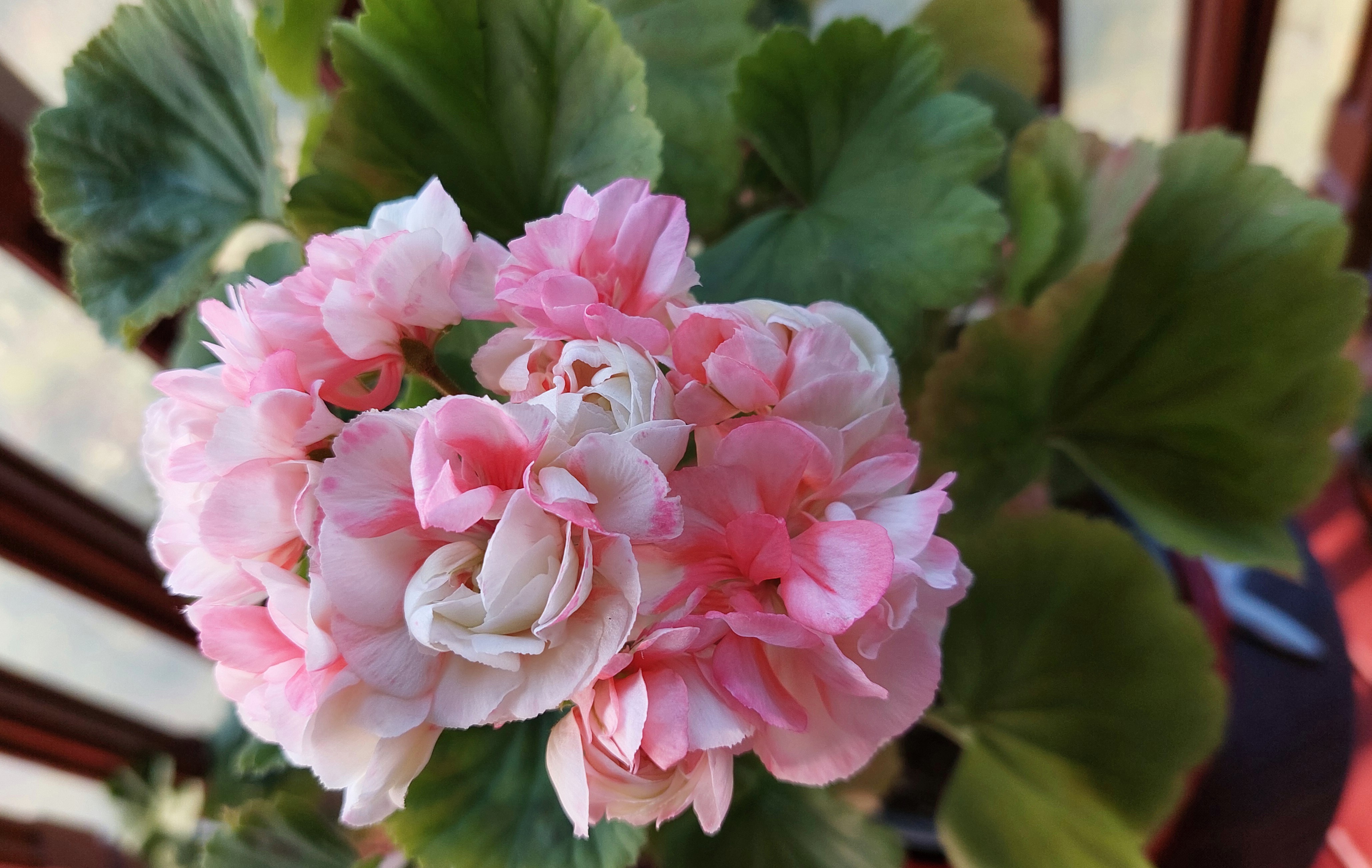 Exotica appleblossom  (2).jpg