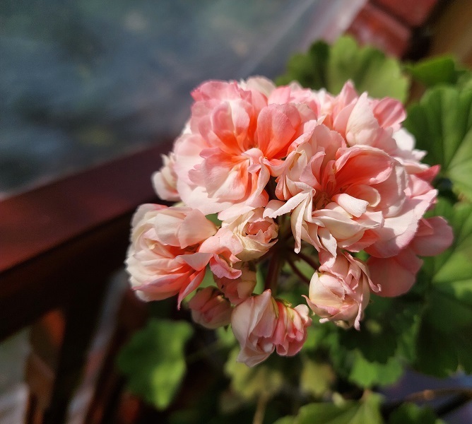 Пеларгония Exotica appleblossom
