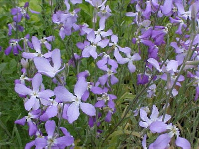 Matthiola bicornis.jpg