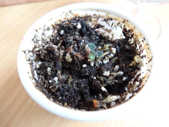 микросиннингия 3.jpg