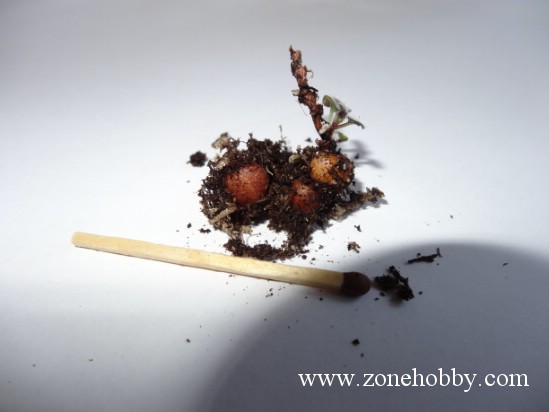 микросиннингия 4.jpg