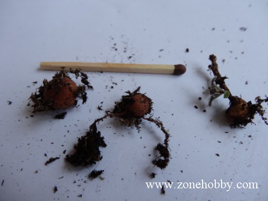 микросиннингия 5.jpg