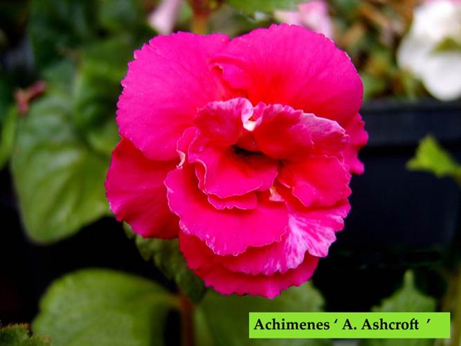 Achimenes ‘ Aurika Ashcroft ‘.jpg