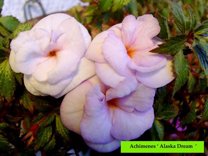 Achimenes ‘ Alaska Dream ‘.jpg