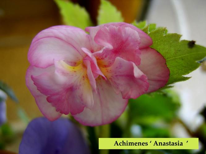 Achimenes ‘ Anastasia ‘.jpg