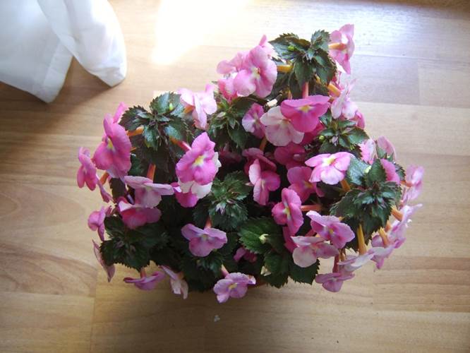 Achimenes ‘ Candy Girl’.jpg