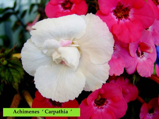 Achimenes ‘ Carpathia’.jpg