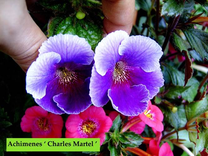 Achimenes ‘ Charles Martel ‘.jpg