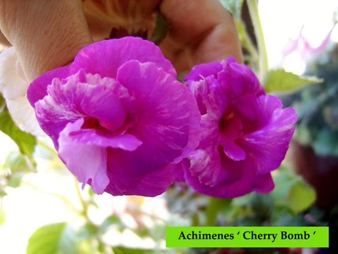 Achimenes ‘ Cherry Bomb’.jpg