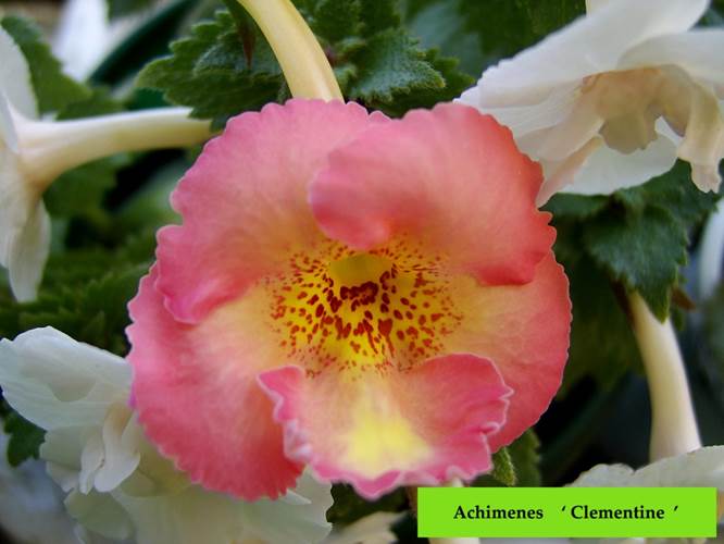 Achimenes ‘ Clémentine ‘.jpg