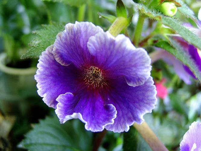 Achimenes ‘ Eden ‘.jpg