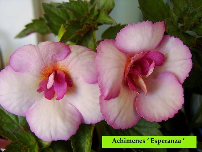 Achimenes ‘ Esperanza ‘.jpg