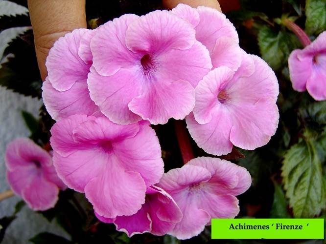 Achimenes ‘ Firenze ‘.jpg