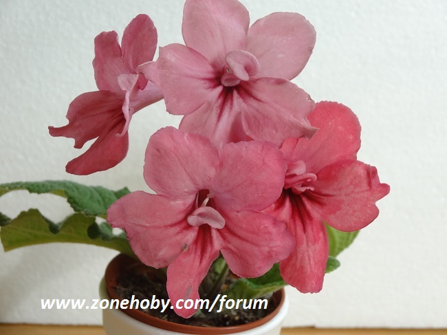 Cтрептокарпус Orange Sherbet