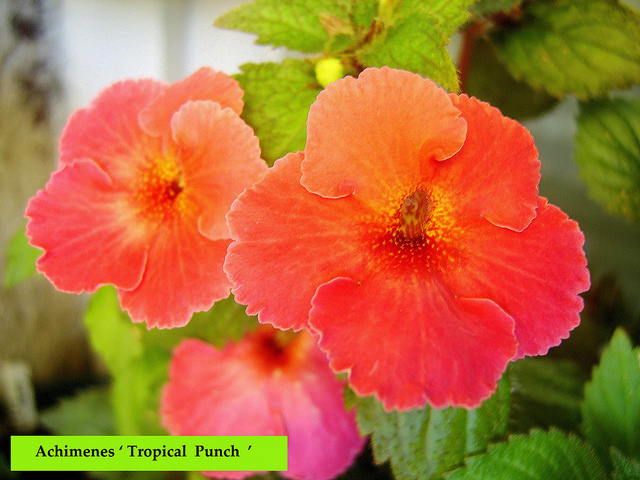 Achimenes ' Tropical Punch'.jpg