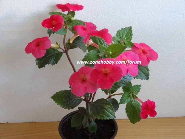 'Tropical Punch'