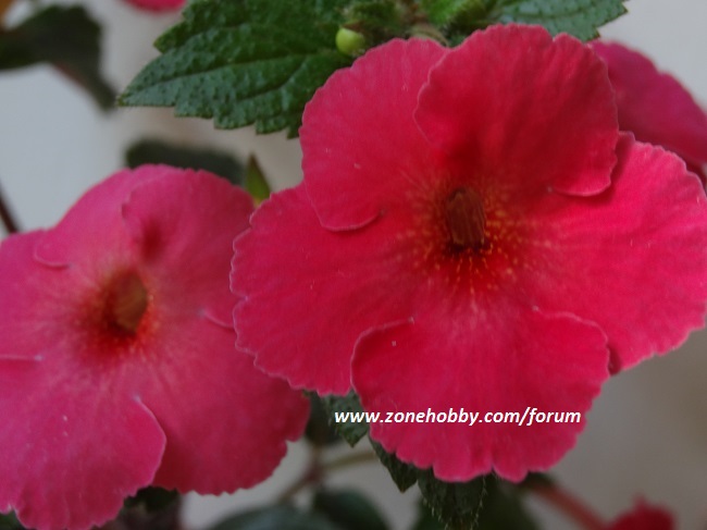 'Tropical Punch'