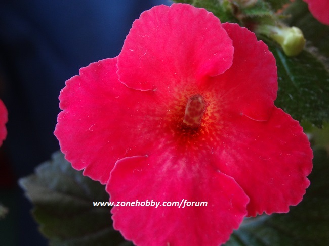 'Tropical Punch'