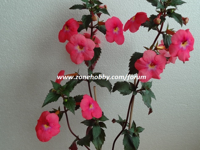 Achimenes ‘ Candy Girl’ (3).jpg