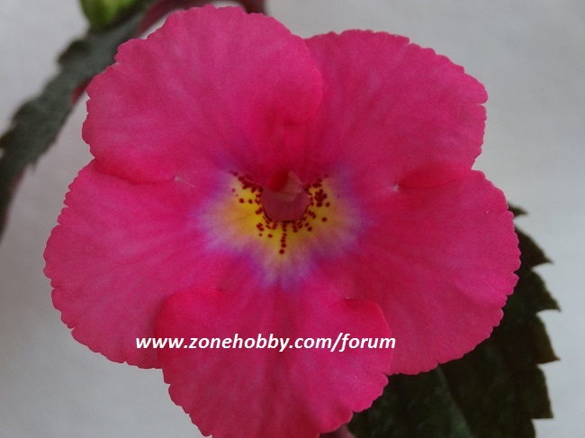 Achimenes ‘ Candy Girl’ (2).jpg