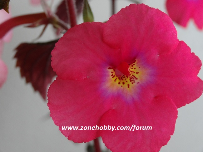 Achimenes ‘ Candy Girl’ (4).jpg