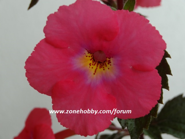 Achimenes ‘ Candy Girl’.jpg