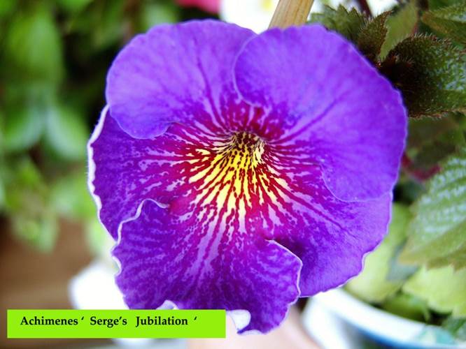 Achimenes ‘ Serge ‘s Jubliation’.jpg