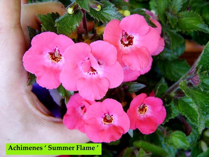 ‘ Summer Flame’.jpg