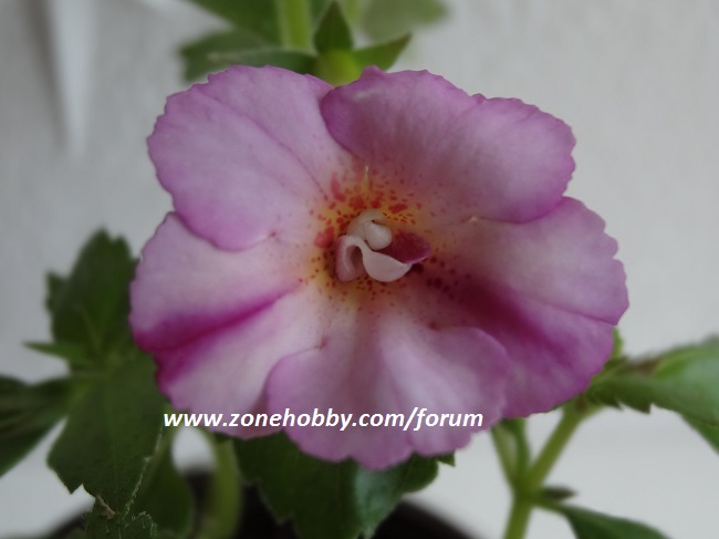 Achimenes ‘ Esperanza ‘.jpg